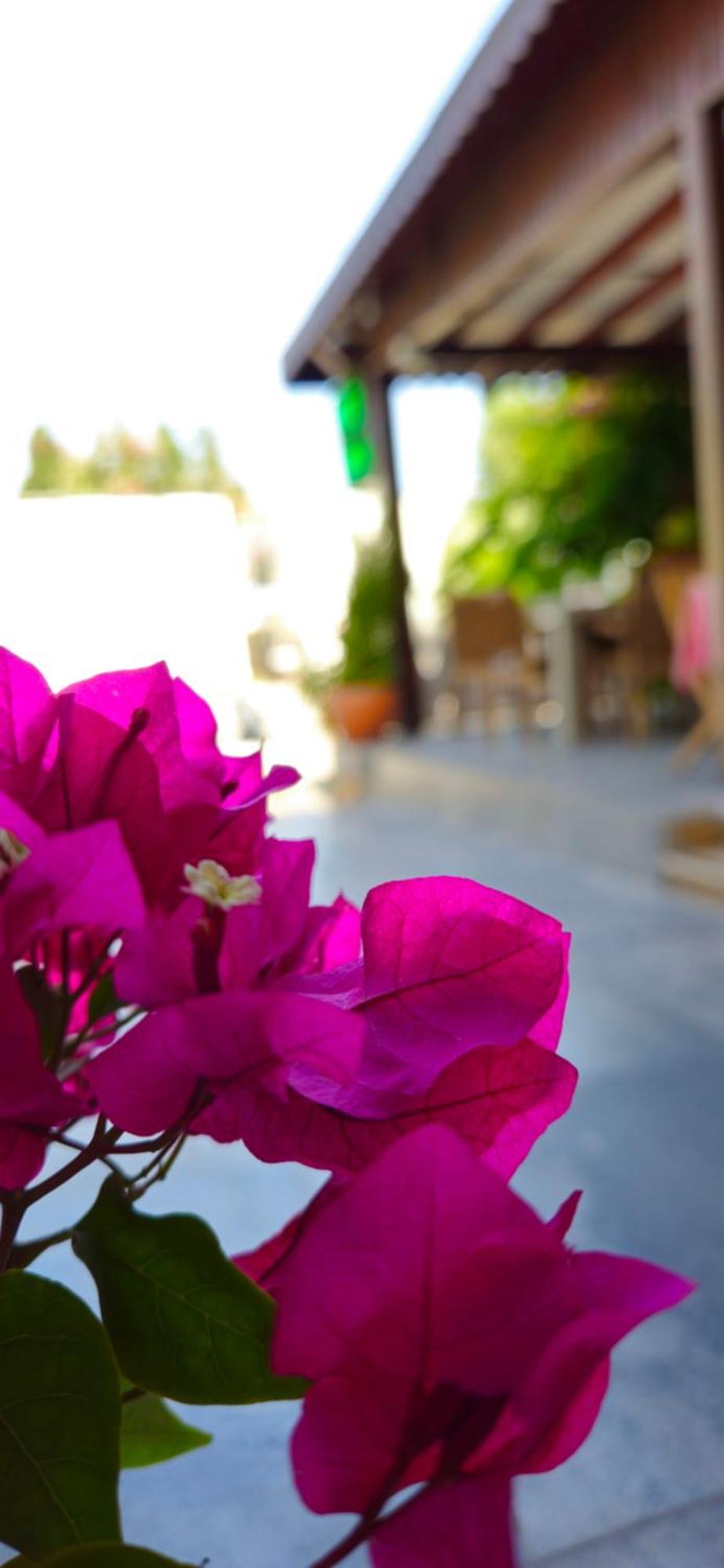 Merkez Kumsal Pansiyon Bodrum Exterior foto